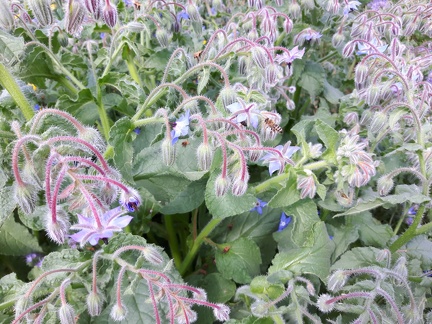 Les-Cortils 27-07-2016 03