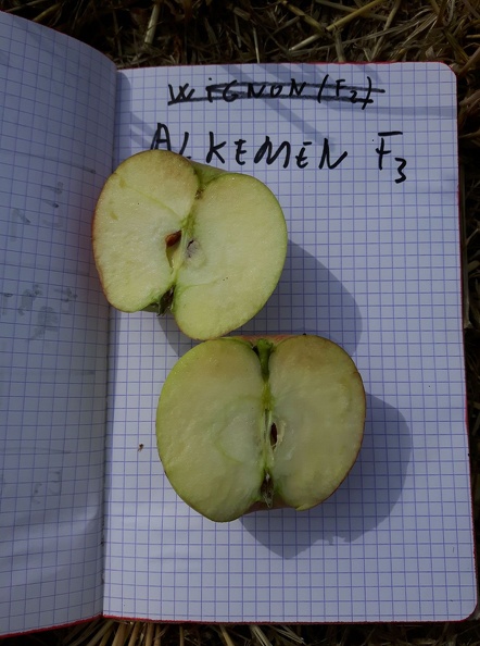 Pommier Alkmene Rang F3 16-08-2018 07