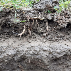 Agriculture