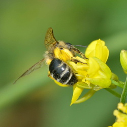 Andrena dorsata