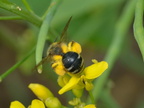 Andrena sp Cortils 2016-05-27 05