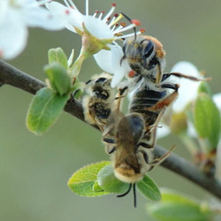 Andrena haemorrhoa in copula