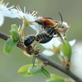 Andrena haemorrhoa in copula-Ferrieres 09-avril-2007 02