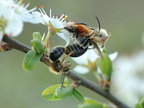 Andrena haemorrhoa in copula-Ferrieres 09-avril-2007 02