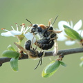 Andrena haemorrhoa in copula-Ferrieres 09-avril-2007 03