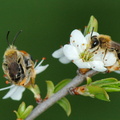 Andrena haemorrhoa in copula-Ferrieres 09-avril-2007 10