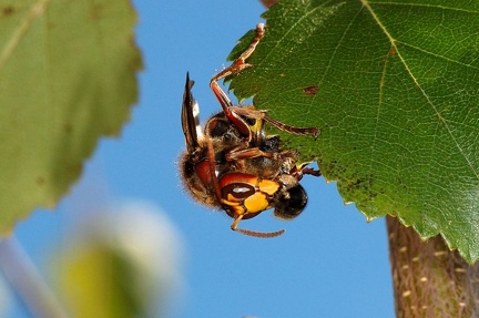 Frelon capturant Abeille Bois-de-Xhoris 05 septembre 2010 08