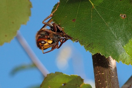 Frelon capturant Abeille Bois-de-Xhoris 05 septembre 2010 09