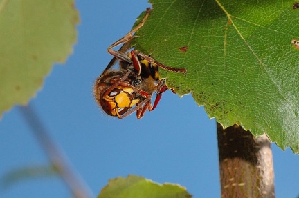 Frelon capturant Abeille Bois-de-Xhoris 05 septembre 2010 12