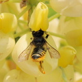 Megachile centuncularis 04
