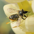 Megachile centuncularis 05
