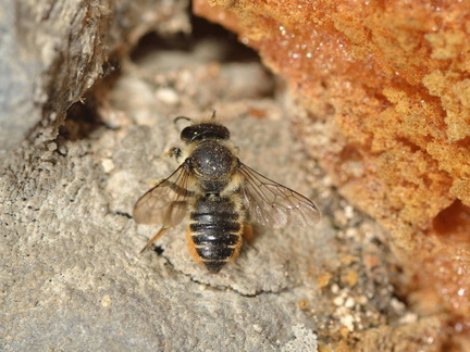 Megachile centuncularis 09