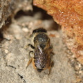 Megachile centuncularis 10