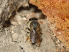 Megachile centuncularis 10