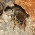 Megachile centuncularis 11