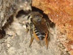 Megachile centuncularis 11
