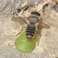 Megachile centuncularis 12