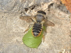 Megachile centuncularis 12