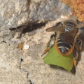 Megachile centuncularis 13