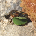 Megachile centuncularis 14