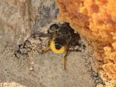 Megachile centuncularis 15