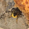 Megachile centuncularis 15