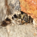 Megachile centuncularis 16