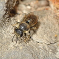 Megachile centuncularis 17