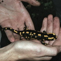 Salamandra salamandra Bois-Rognac Liege BE 29-08-2004 01