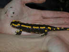 Salamandra salamandra Bois-Rognac Liege BE 29-08-2004 02