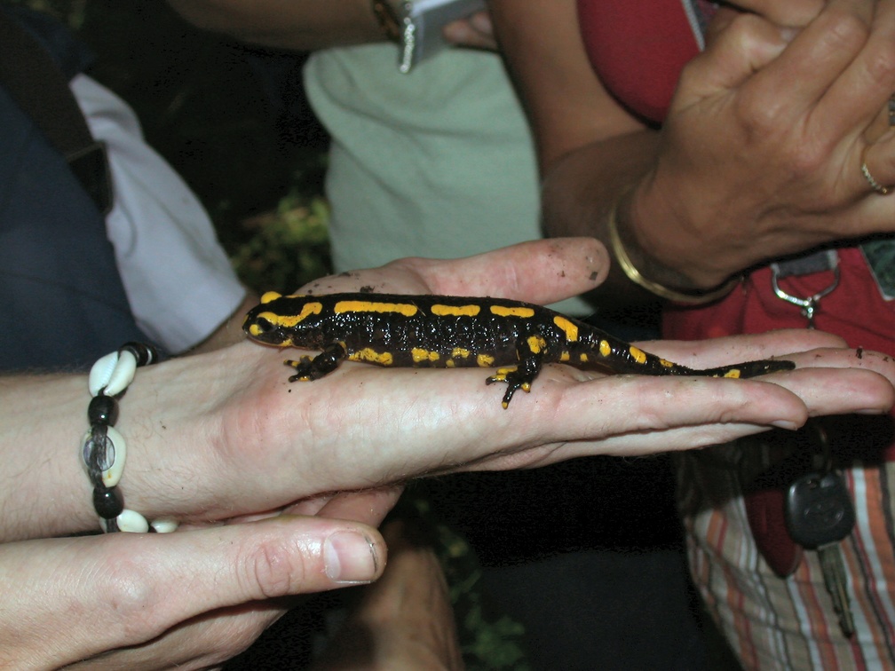 Salamandra salamandra Bois-Rognac Liege BE 29-08-2004 03
