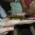 Salamandra salamandra Bois-Rognac Liege BE 29-08-2004 03