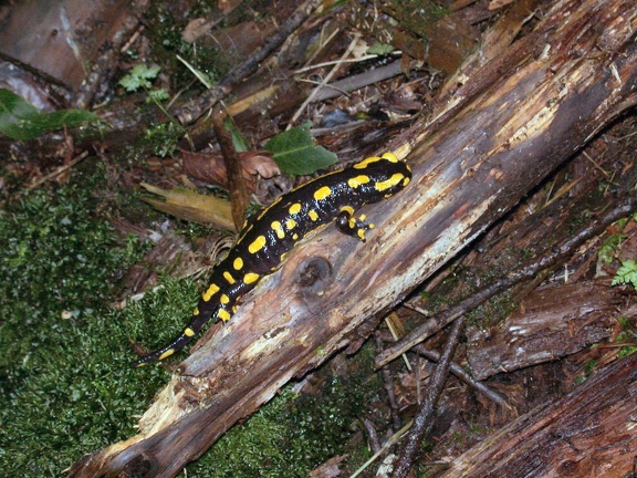 Salamandra salamandra Bois-Rognac Liege BE 29-08-2004 05