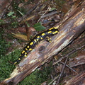 Salamandra salamandra Bois-Rognac Liege BE 29-08-2004 05