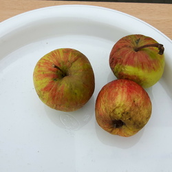 Anisette Hausseur