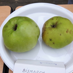 Bismark
