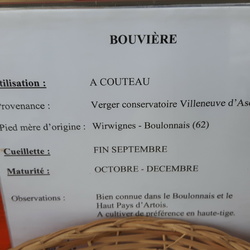 Bouviere