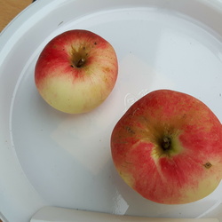 Framboise