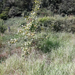 Malus sylversii