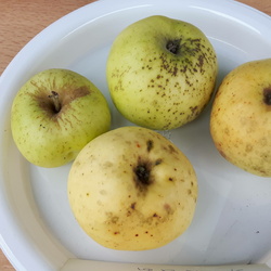 Pomme d-Or