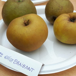 Reinette Grise Braibant