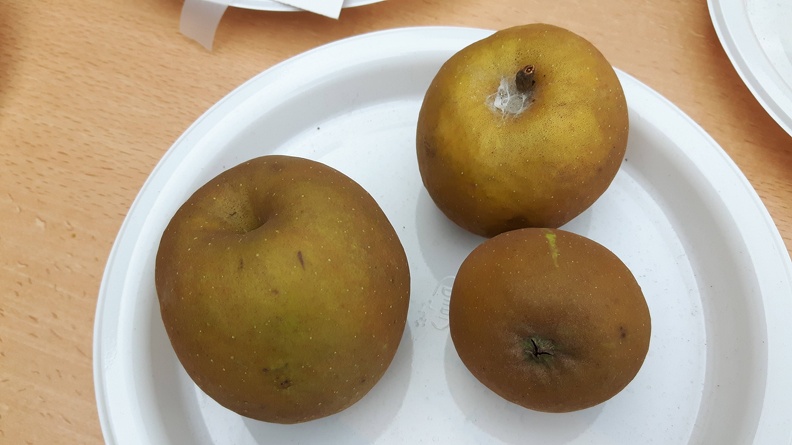 Reinette-de-Limbourg Journee Fruits CRA-W Gembloux 25-09-2016 - Reinette-de-Limbourg_Journee_Fruits_CRA-W_Gembloux_25-09-2016.jpg Reinette-de-Limbourg_Journee_Fruits_CRA-W_Gembloux_25-09-2016.jpg