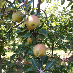 Reinette des capucins