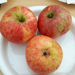 Reinette etoilee double
