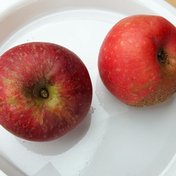 Reinette rouge etoilee