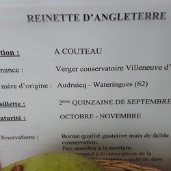 Reinette royale Angleterre
