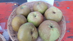 Pomme Reinette tardive Journee Fruits CRA-W Gembloux 25-09-2016 02