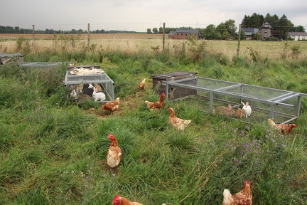 elevage pouletspres jb-wins 08-2017 16