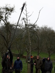 Bourgeons à fruits sur axe principal Reinette Hernaut