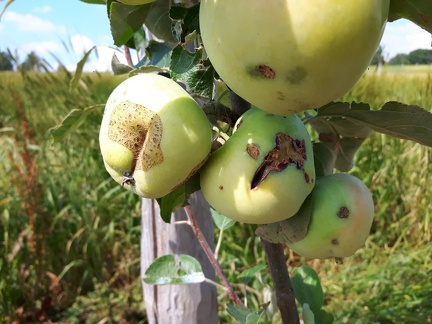 Degat-Pommes Les-Cortils 11-07-2018 09